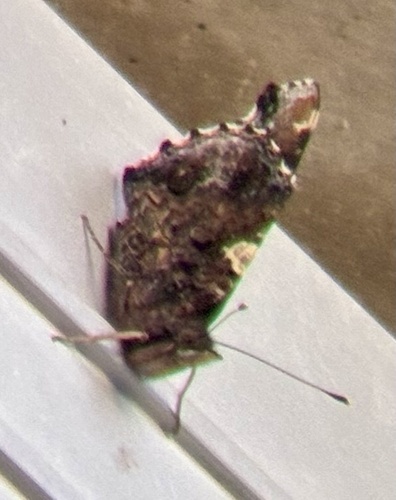 Red Admiral