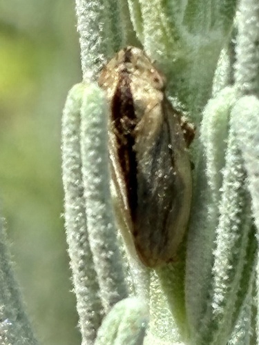 Meadow Spittlebug