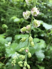 Tellima