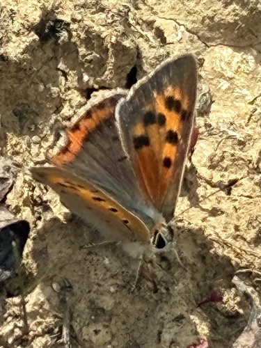 Small Copper