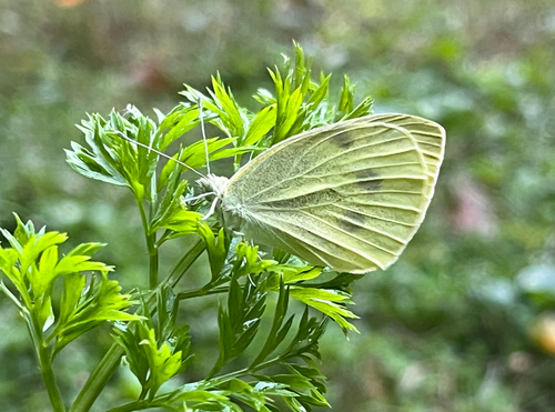 Small White