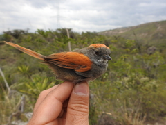 Azara's Spinetail photo 3