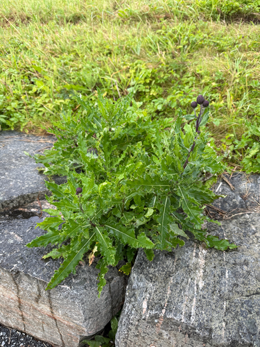 creeping thistle