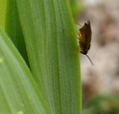 Caulocampus acericaulis