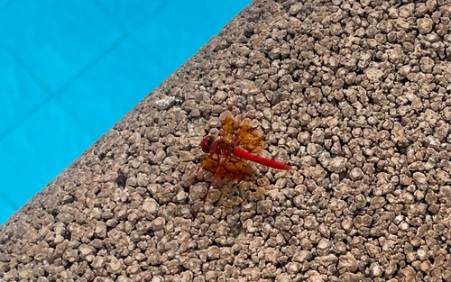 Orange-winged Dropwing