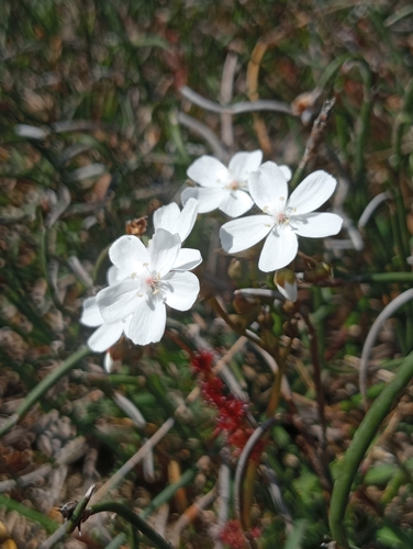 Drosera platypoda