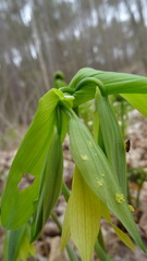 Caulocampus acericaulis