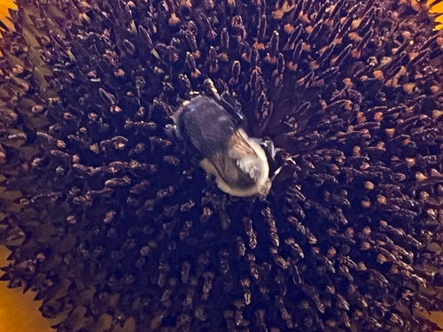 Common Eastern Bumble Bee