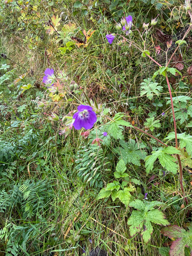wood crane's-bill