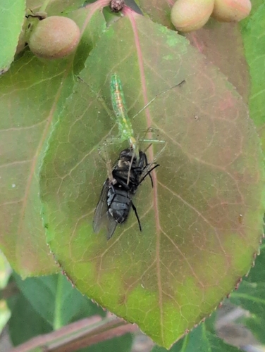 Pale Green Assassin Bug