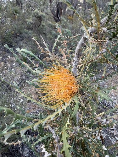 golden dryandra