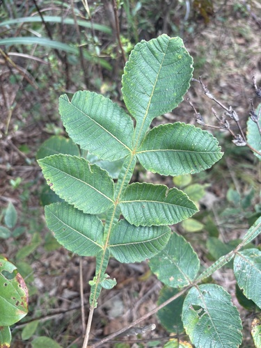Chinese sumac