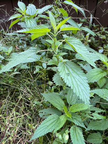 slender stinging nettle