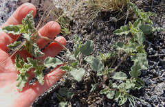 Acleisanthes diffusa