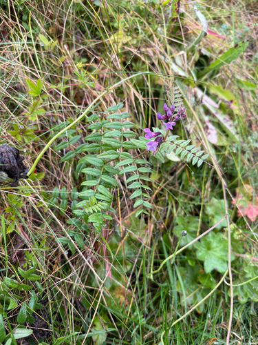 Bush Vetch