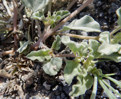 Acleisanthes diffusa