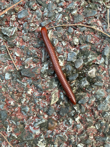 Rusty Millipede