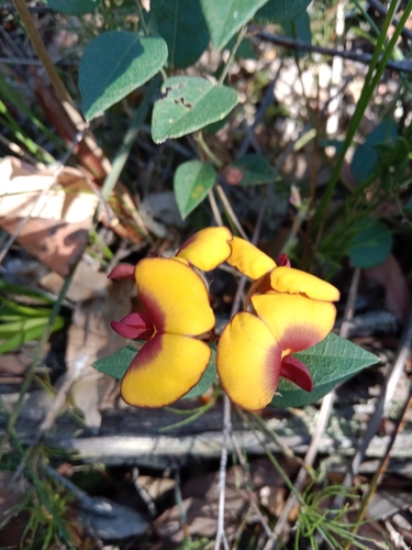 Broad Leaved Brown Pea