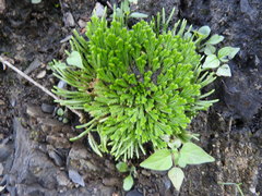 Selaginella pilifera