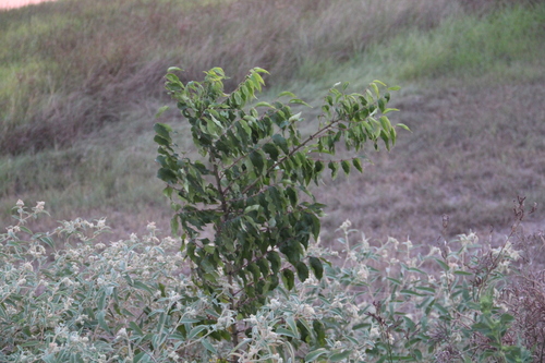 Zanthoxylum clava-herculis, photograph 2