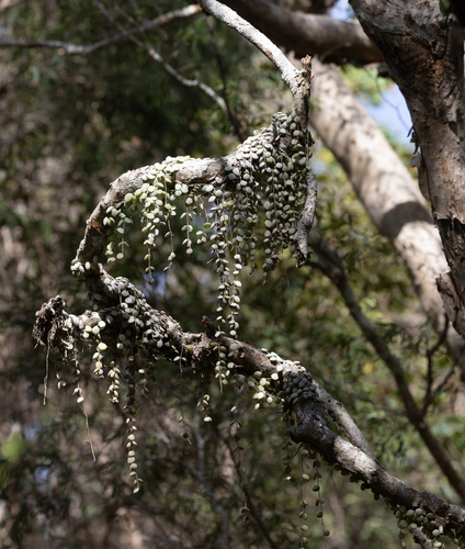 Dischidia nummularia observed 2026-09-18
