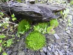 Selaginella pilifera
