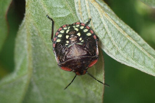 Southern Green Stink Bug