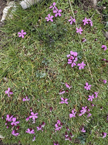 Moss Campion