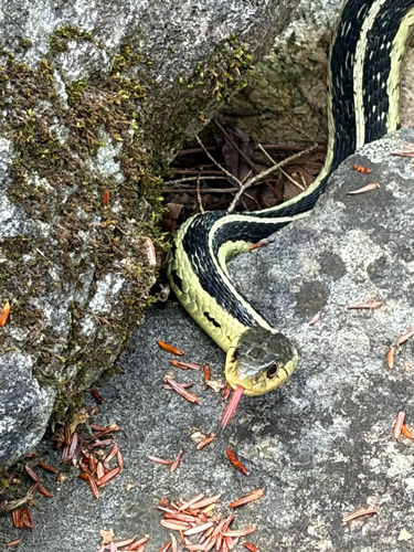 Common Garter Snake