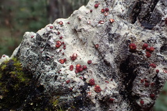 Ophioparma rubricosa