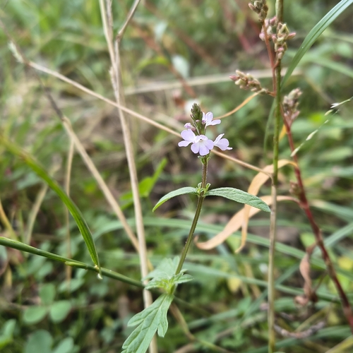 Common vervain