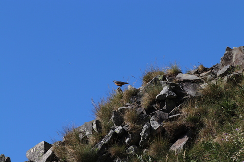 iNaturalist image