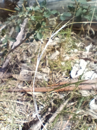 Microlaena stipoides, photograph 1