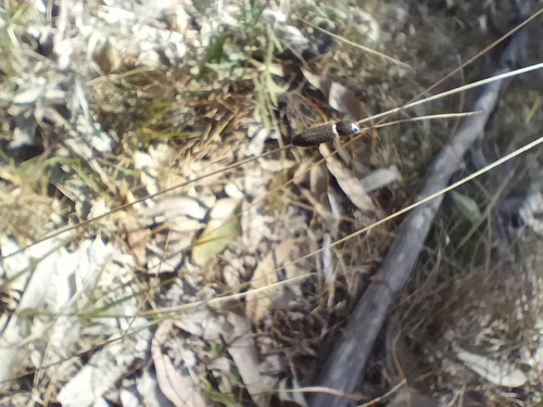 Microlaena stipoides, photograph 2
