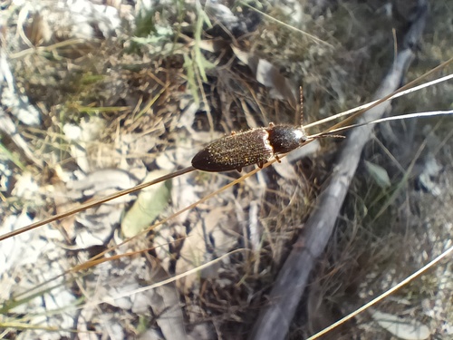 Microlaena stipoides, photograph 3