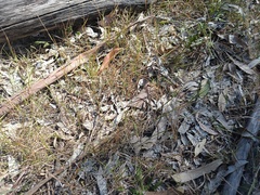 Microlaena stipoides