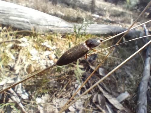 Microlaena stipoides, photograph 4