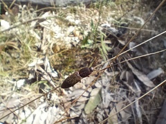 Microlaena stipoides, photograph (c) Carl Ramirez, some rights reserved (CC BY)