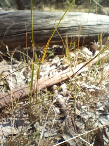 Microlaena stipoides, photograph 6