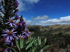 Diplostephium ericoides