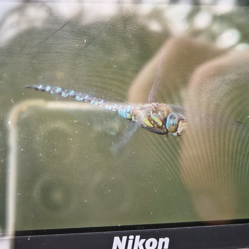 Migrant Hawker