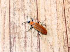 Prionocerus bicolor
