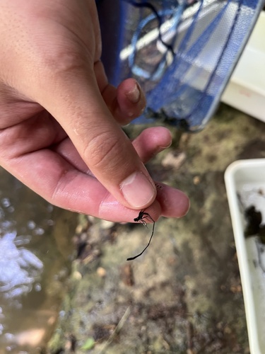 Black Threadtail