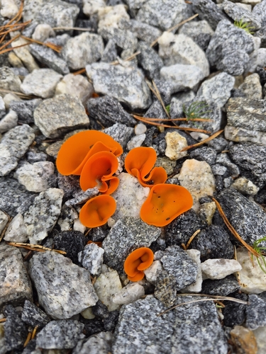 orange peel fungus