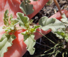 Acleisanthes diffusa