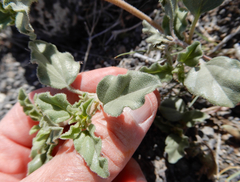 Acleisanthes diffusa
