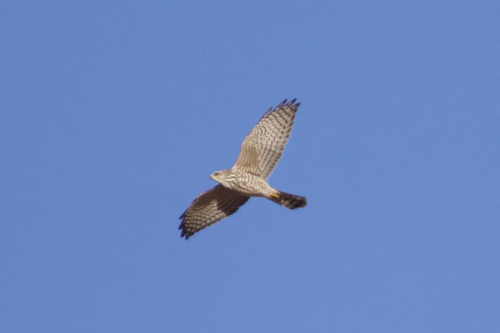 Levant Sparrowhawk