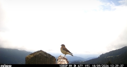 Northern Wheatear