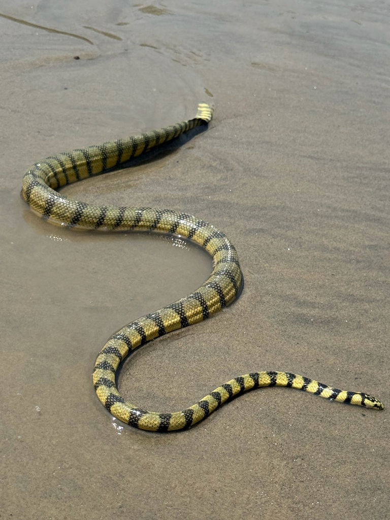 Daudin's Sea Snake