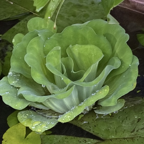 Water Lettuce